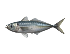 AtlanticHorseMackerel_546