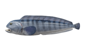 AtlanticWolffish_546