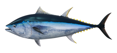 Pacific_Bluefin_Tuna_546