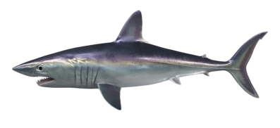 PorbeagleShark_546