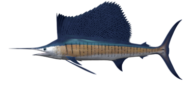 Sailfish_546