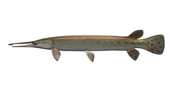 ShortnoseGar_546