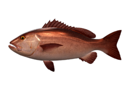 Two_spot_red_snapper_546