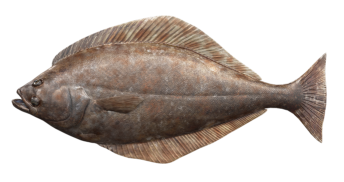 atlantic_halibut_546