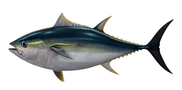 bigeye_tuna_546