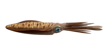 bigfin_reef_squid_546