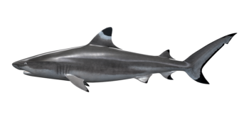 blacktip_reef_shark_546