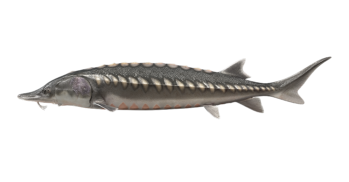 european_sea_Sturgeon_Trophy_546