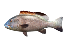 giant_sweetlips_546