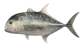 giant_trevally_546