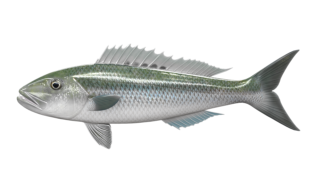 green_jobfish_546