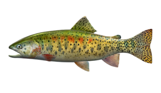 greenback_cutthroat_trout_546
