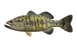 guadalupe_bass_546