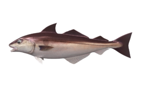 haddock_546