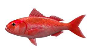 ruby_snapper_546