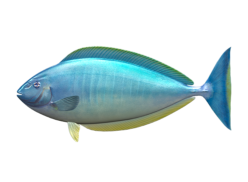 sleek_unicornfish_546