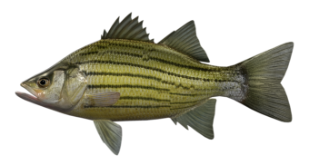 yellow_bass_546