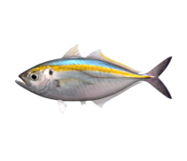 yellowstripe_scad_546